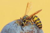 Wasp Vespa sp. osa_MG_8336-111.jpg
