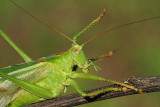 Great green bush-cricket Tettigonia viridissima drevesna zelenka_MG_7993-111.jpg