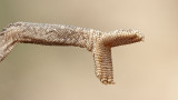 Chameleon leg noga kameleona _MG_6834-111.jpg