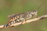 Italian locust Calliptamus italicus laka kobilica_MG_7957-111.jpg