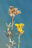 Immortelle Helichrysum italicum laki smilj_MG_49351-11.jpg