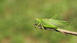 Great green bush-cricket Tettigonia viridissima drevesna zelenka_MG_8044-111.jpg
