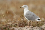 Yellow-legged gull Larus michahellis rumenonogi galeb_MG_8712-111.jpg