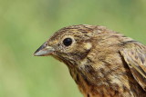 Yellowhammer Emberiza citrinella rumeni strnad_MG_9505-11.jpg