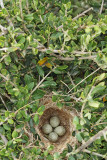 Nest of sardinian warbler Sylvia melanocephala gnezdo žametne penice_MG_7216-11.jpg
