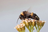 Drying bumblebee after rain sueči čmrlj po deju,_MG_7684-111.jpg