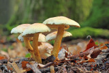 Sulphur tuft Hypholoma fasciculare navadna veplenjača_MG_0273-111.jpg