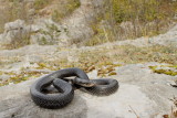 Western whip snake Hierophis viridiflavus carbonarius črnica_0112-111.jpg