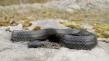 Western whip snake Hierophis viridiflavus carbonarius črnica_MG_0126-111.jpg