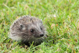 Northern white-breasted hedgehog Erinaceus roumanicus  beloprsi je_MG_9979-111.jpg