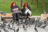 Pigeons golobi_MG_9833-111.jpg