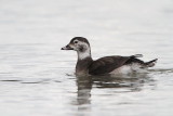 Long-tailed duck Clangula hyemalis zimska raca_MG_0836-111.jpg