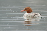 Goosander Mergus merganser veliki agar_MG_2295-111.jpg