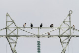 Great cormorants Phalacrocorax carbo veliki kormoran_MG_2557-111.jpg