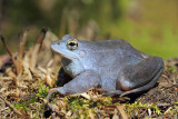 Moor frog Rana arvalis plavček_MG_3133-111.jpg