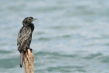 Pygmy cormorant Microcarbo pygmeus pritlikavi kormoran_MG_3307-111.jpg