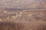 Forest on Galičica gozd_MG_2488-111.jpg