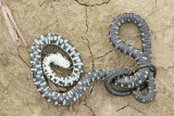  Grass snake playing dead (mimicry) belouka igra mrtveca (mimikrija) _MG_3747-111.jpg