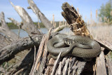 Grass snake Natrix natrix belouka_MG_3167-111.jpg