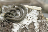 Grass snake Natrix natrix belouka_MG_3800-111.jpg
