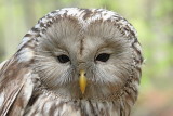 Ural owl Strix uralensis kozača_MG_3878-111.jpg