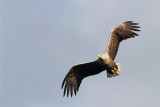 White tailed eagle Haliaeetus albicilla belorepec_MG_5145-111.jpg