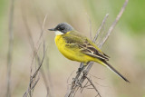 Yellow wagtail Motacilla flava rumena pastirica_MG_4090-111.jpg