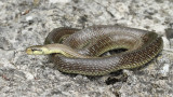 Aesculapian snake Zamenis longissimus navadni go_MG_5053-111.jpg