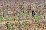 In the orchard v sadovnjaku_MG_3519-111.jpg