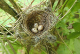 Blackcap nest Sylvia atricapilla gnezdo črnoglavke_MG_3571-11.jpg