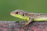 Young balkan green lizard Lacerta trilineata mlad veliki zelenec_MG_3467-111.jpg