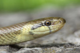 Aesculapian snake Zamenis longissimus navadni go_MG_3810-111.jpg