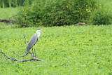 Grey heron Ardea cinerea siva čaplja_MG_63811-111.jpg