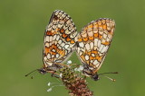 Heath fritillary Melitaea athalia navadni pisanček_MG_5817-111.jpg