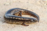 Ocellated skink Chalcides ocellatus_MG_7098-111.jpg