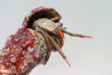 Hermit crab rak samotar_MG_7690-111.jpg