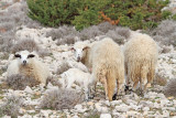 Sheep ovce_MG_7803-111.jpg