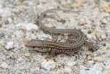 Young Italian wall lizard Podarcis siculus mlada primorska kučarica_MG_7758-111.jpg