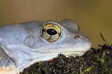 Moor frog Rana arvalis plavček_MG_3115-111.jpg