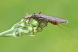 Stonefly vrbnica_MG_5315-111.jpg