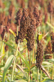 Commercial sorghum Sorghum sp. sirek_MG_4716-11.jpg