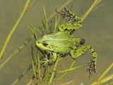Green frog excrement Iztrebek zelene abe_MG_4561-111.jpg