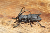Long-horned beetle Morimus funereus bukov kozliček_MG_9052-11.jpg