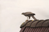  Sparrowhawk Accipiter nisus skobec_MG_0934-111.jpg