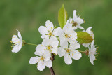 Wild cherry Prunus avium divja čenja_MG_2504-111.jpg