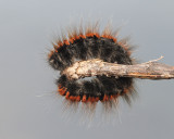 Caterpillar of fox moth Macrothylacia rubi gosenica robidove kokljice_MG_9343-111.jpg