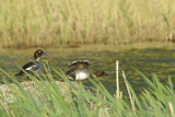 Common goldeneye Bucephala clangula zvonec_0083-111.jpg