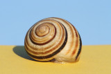 Grove snail Cepaea nemoralis mali vrtni pol_MG_9465-111.jpg