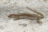Horvaths rock lizard Iberolacerta horvathi horvatova kučarica_MG_6895-111.jpg