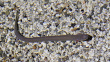 Black olm Proteus anguinus črni proteus_MG_9940-111.jpg